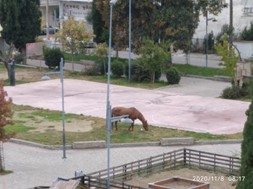 Λάρισα: Ένα άλογο βρέθηκε το πρωί της Κυριακής στην πλατεία της Φιλιππούπολης! 