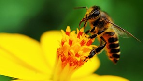 20 Μαίου: Παγκόσμια Ημέρα Μέλισσας