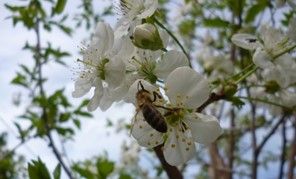 Oι Θεσσαλοί μελισσοκόμοι λένε "όχι" στα ραντίσματα 