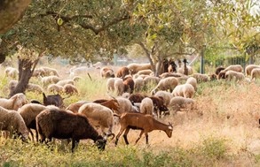 Στο περίμενε οι κτηνοτρόφοι για ενίσχυση ζωοτροφών, καλαμπόκι και μηδική