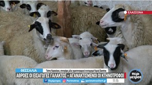Αγανακτισμένοι οι κτηνοτρόφοι Ελασσόνας με το κόστος παραγωγής των προϊόντων τους (video)