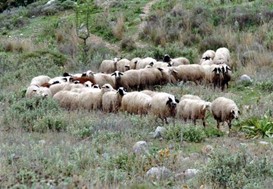 Κτηνοτρόφοι Τυρνάβου: Λίγα τα 23 εκατ. ευρώ, καθυστερεί το ΥπΑΑΤ τις αποζημιώσεις 