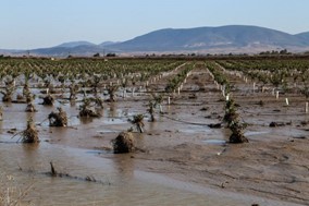 Θεσσαλία: Τι γίνεται με τις καλλιέργειες και τις αποζημιώσεις έναν μήνα μετά τις πλημμύρες