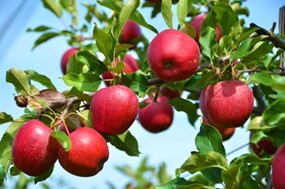 Σε μαζική σύσκεψη οι αγρότες στην Αγιά Λάρισας για τα μήλα