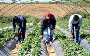 Μειώνονται δραματικά οι εργάτες γης και στη Θεσσαλία 