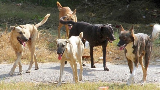 Xρήματα σε δήμους της Λάρισας για καταφύγια αδέσποτων ζώων