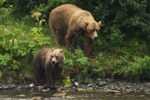 Φλώρινα: Πυροβόλησαν και σκότωσαν 3 αρκούδες - Η μια θήλαζε ακόμα τα μικρά της