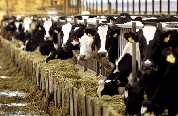 Εμβολιασμός 151.000 βοοειδών στην Θεσσαλία για προστασία από την Οζώδη Δερματίτιδα